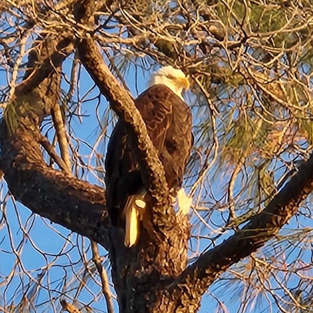 Eagles nest on the bluffs