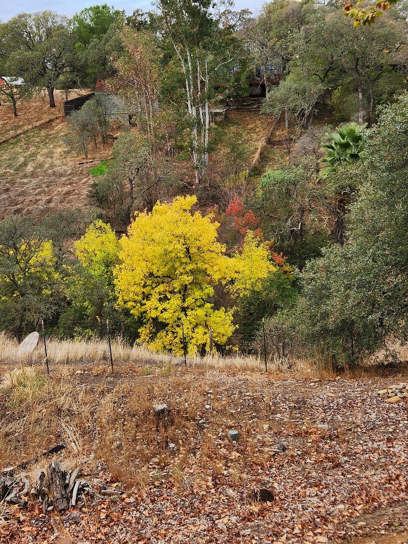 backyard in the fall prepares me for beauty and serenity