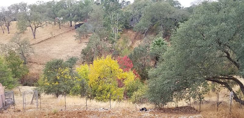 backyard fall colors