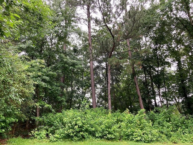 Porch view of mature foliage and frequent visits by deer, birds, chipmunks and butterflies
