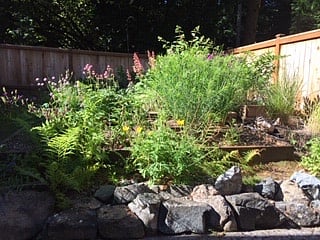Raised beds in back