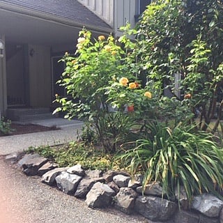 Front yard
