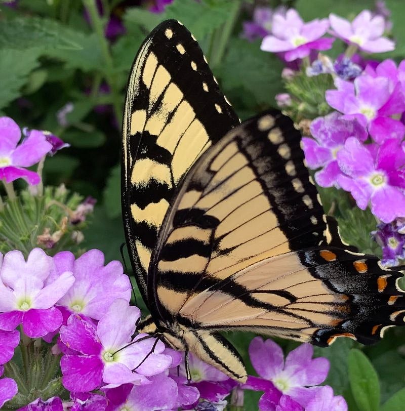 Enjoy the serenity of a flower garden that is fully private.  The butterflies love the purple flowers ;o)