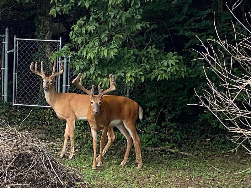 Protected land behind us with only these neighbors.