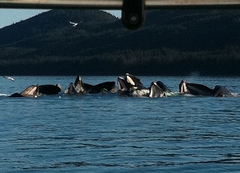 Juneau a wonderful place to Whale watch.