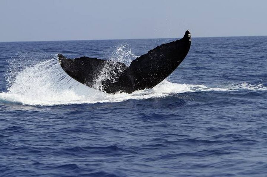 Whale season (from cliffs)