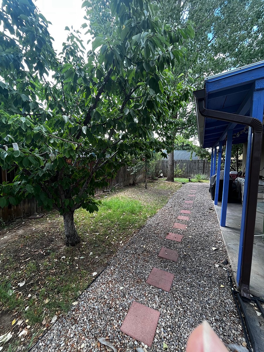 Outdoor porch setting, plenty of of huge cottonwood trees, and other native plants to New Mexico.