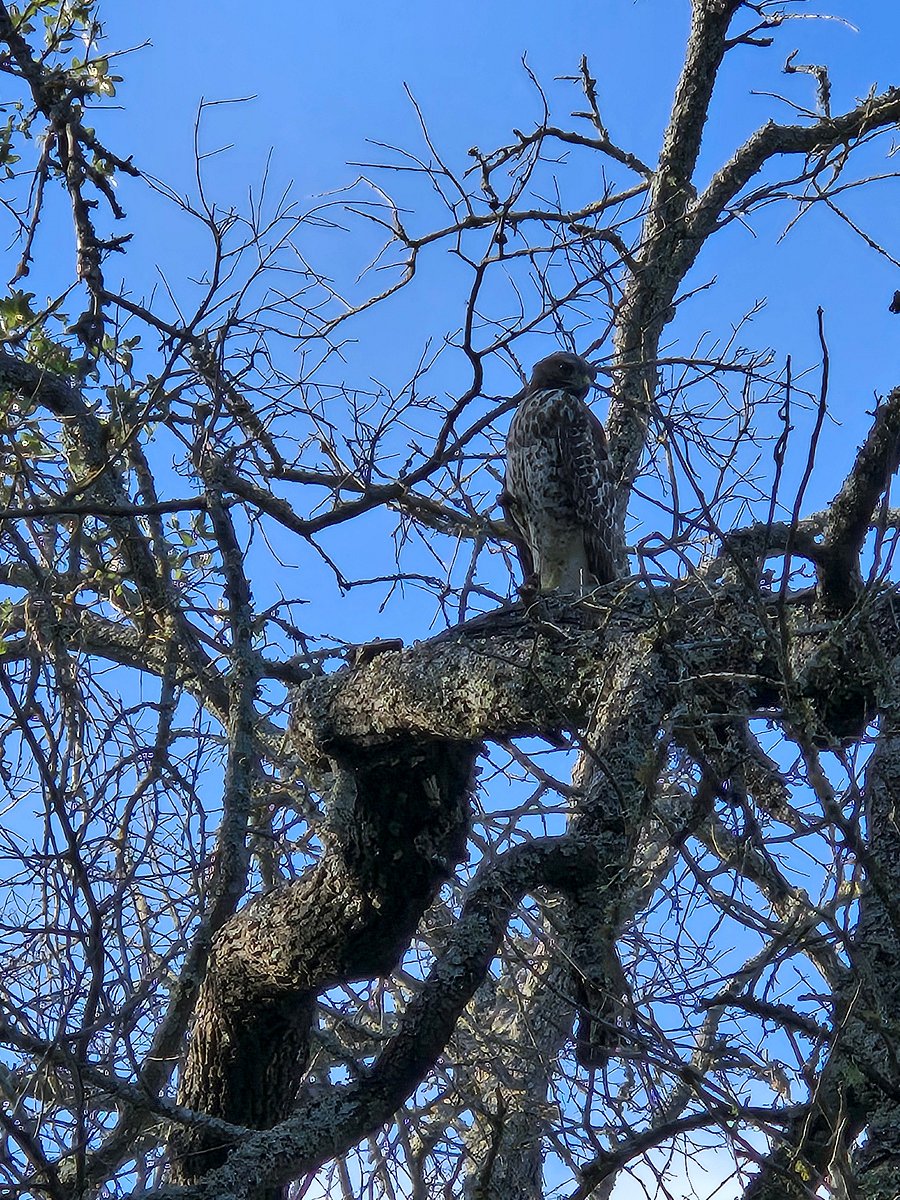 HAWK VISITOR