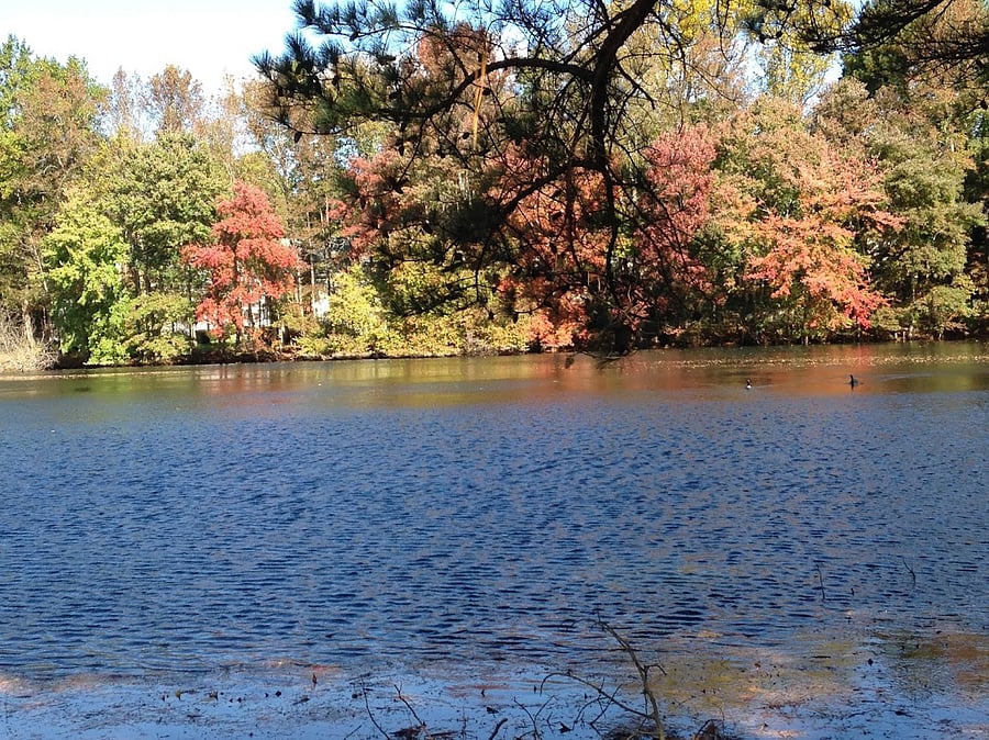 Pond edge close up early fall.