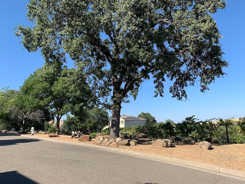 Front yard across from home