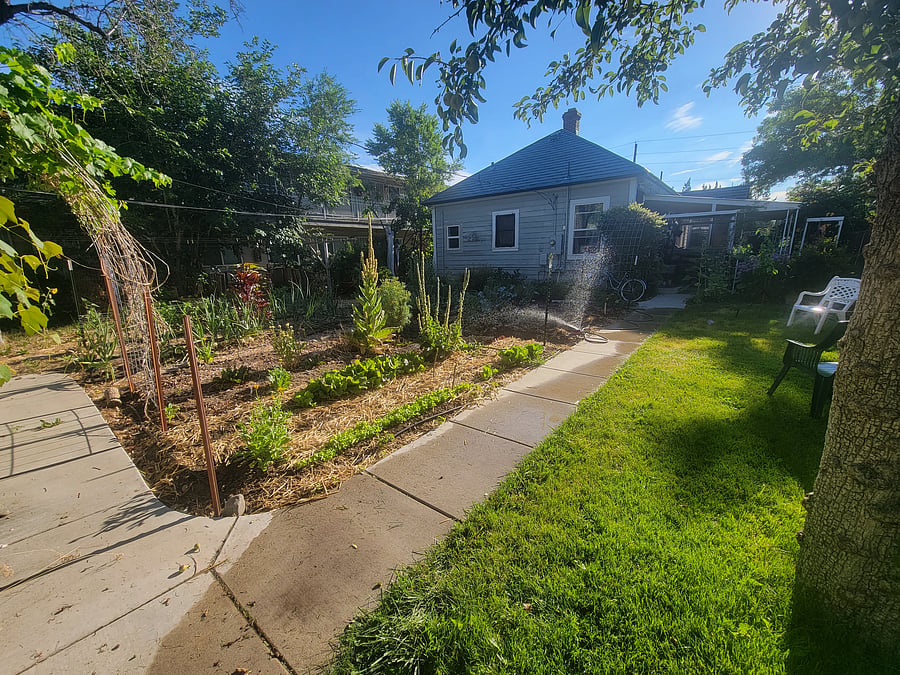Back yard
