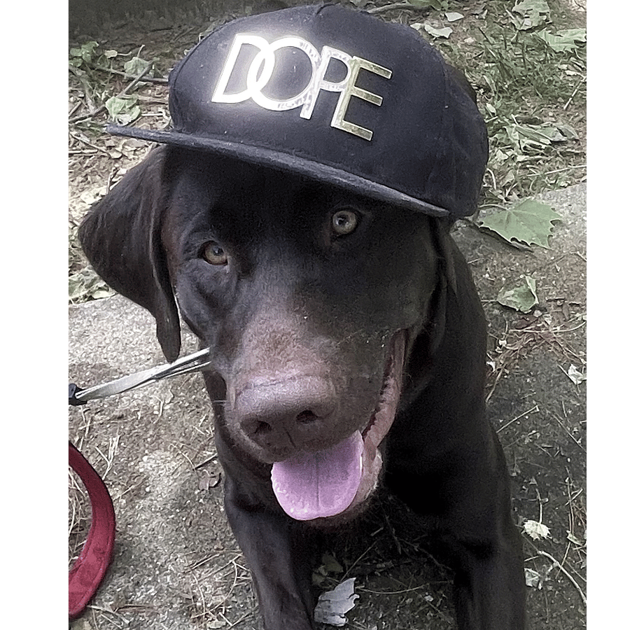 Smokey Joe is Ferocious Lab (Just kidding). He cannot access your area. Inevitably you wlll encounter him from time to time if outside when you come and go throught the gate!