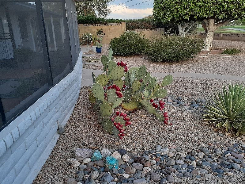 Summer Prickly Pear cactus fruit.