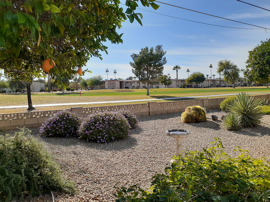 Winter garden pic 12.28.2025