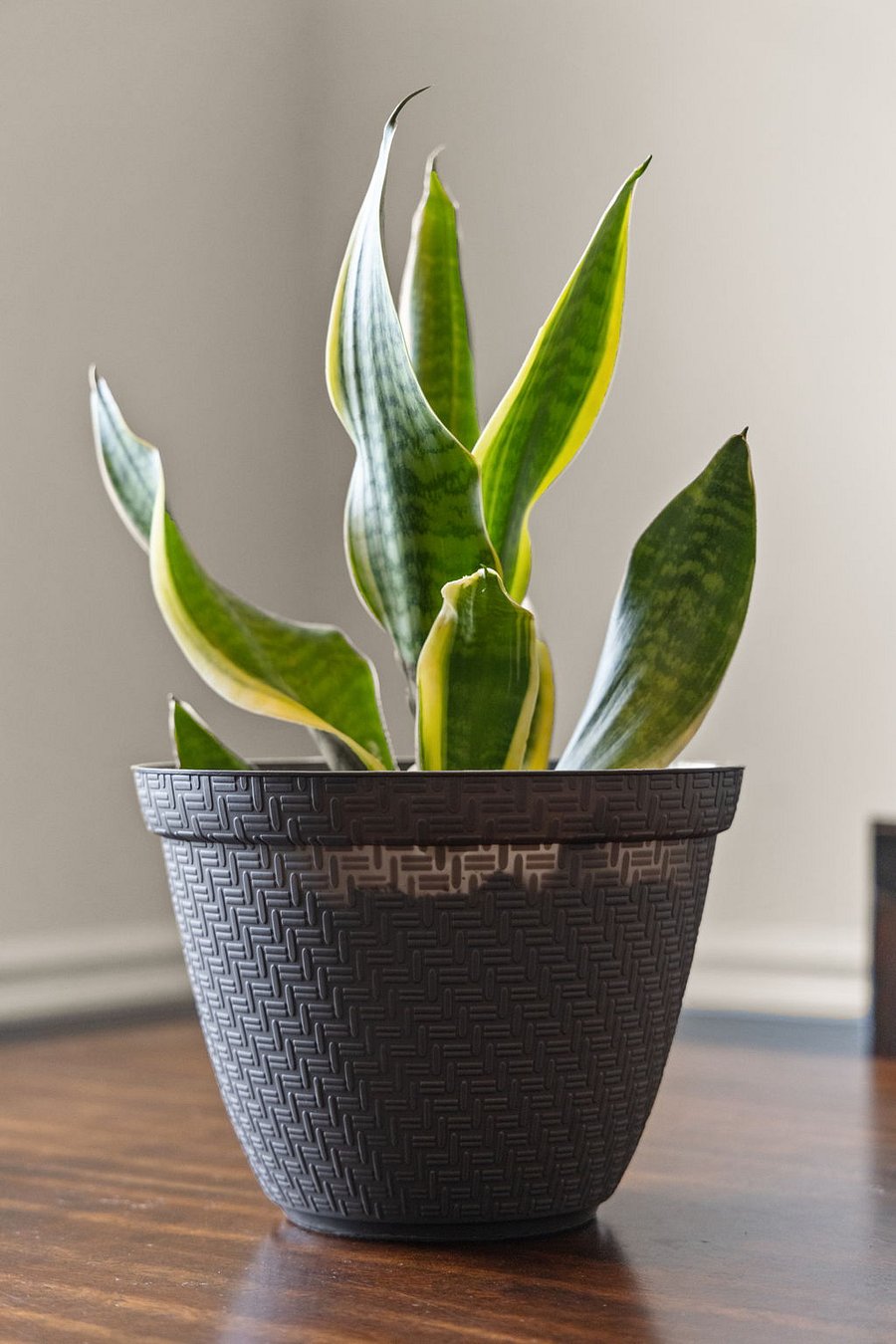Plant