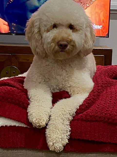 Biscuit is often available to play fetch if you are interested but will also happily ignore you as long as you aren't an Amazon delivery person