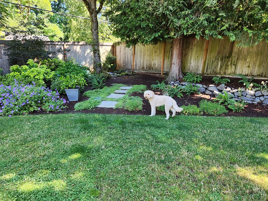 Yard will sometimes be shared with our miniature goldendoodle