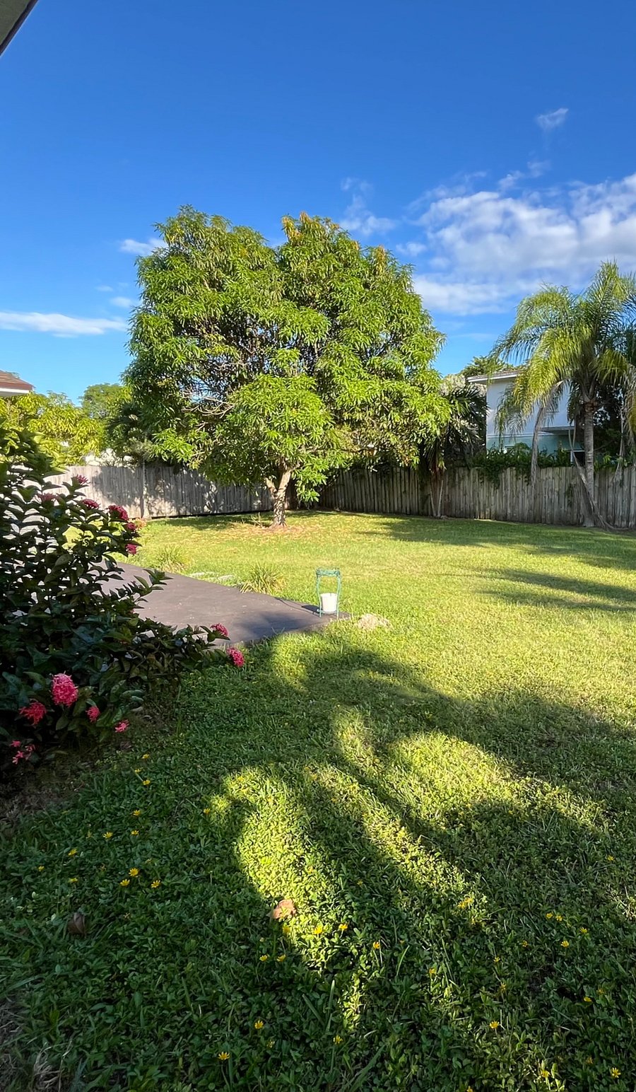 Your view into the the tropical backyard