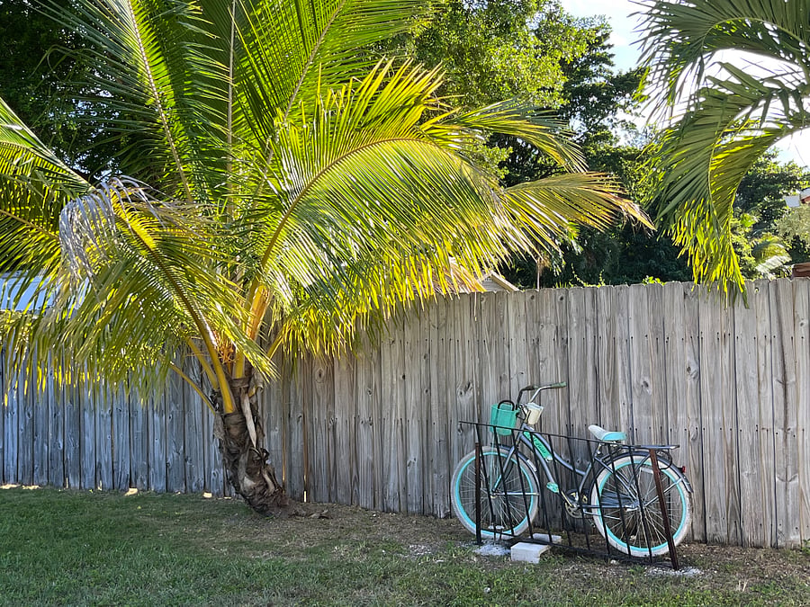 Bike rack and palm trees in the backyard