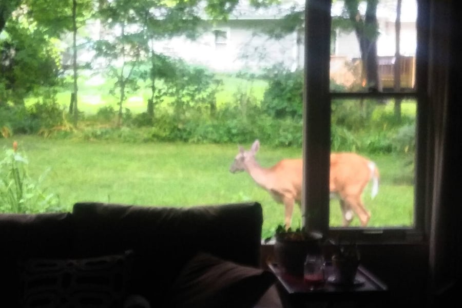 View from back of living room.