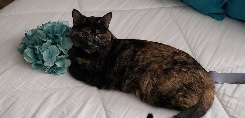 Coraline - our torti point