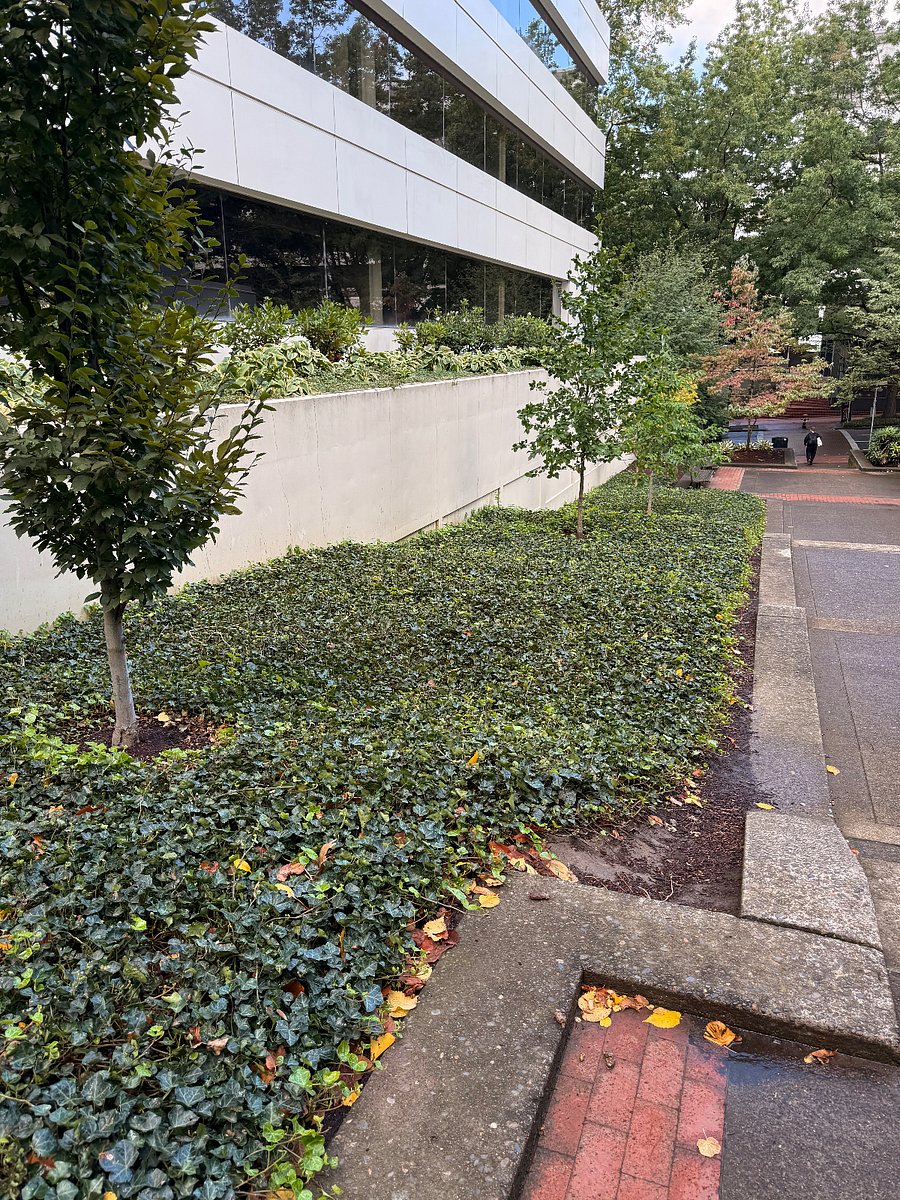 Sidewalk through Halprin Landscape Conservancy
