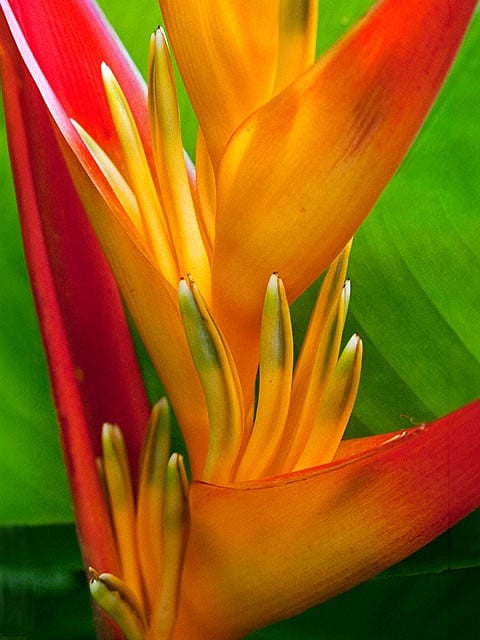 beautiful orange heliconias blooming in the front yard.