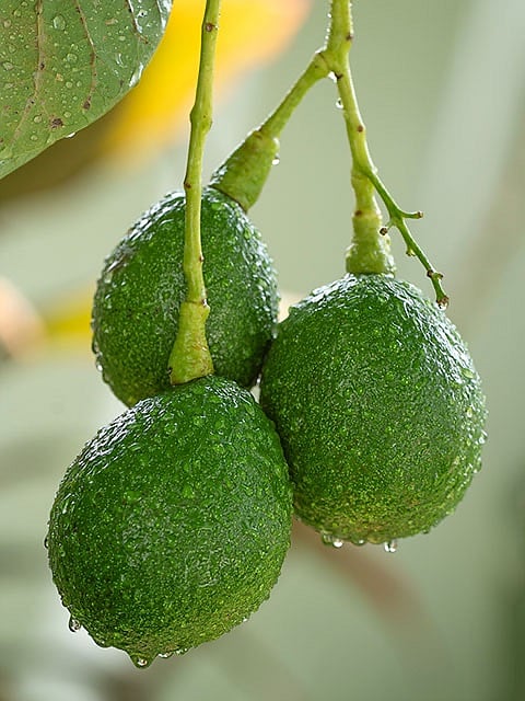 a large avocado tree provides shade and fruit in the sideyard.
