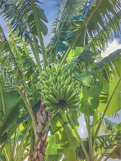 these delicious thai apple bananas give privacy and fruit next to dedicated off street parking.