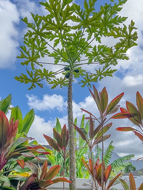 delicious papayas grow in the periphery of the sideyard.