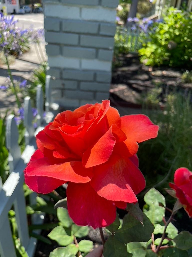 One of the many amazing blooms we have all year round