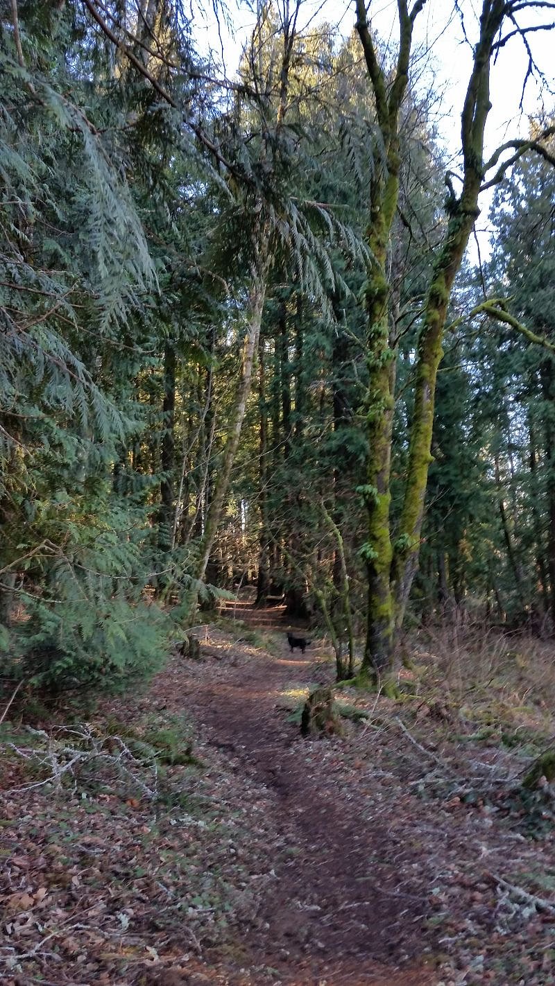 Wooded greenway behind house with walking trails