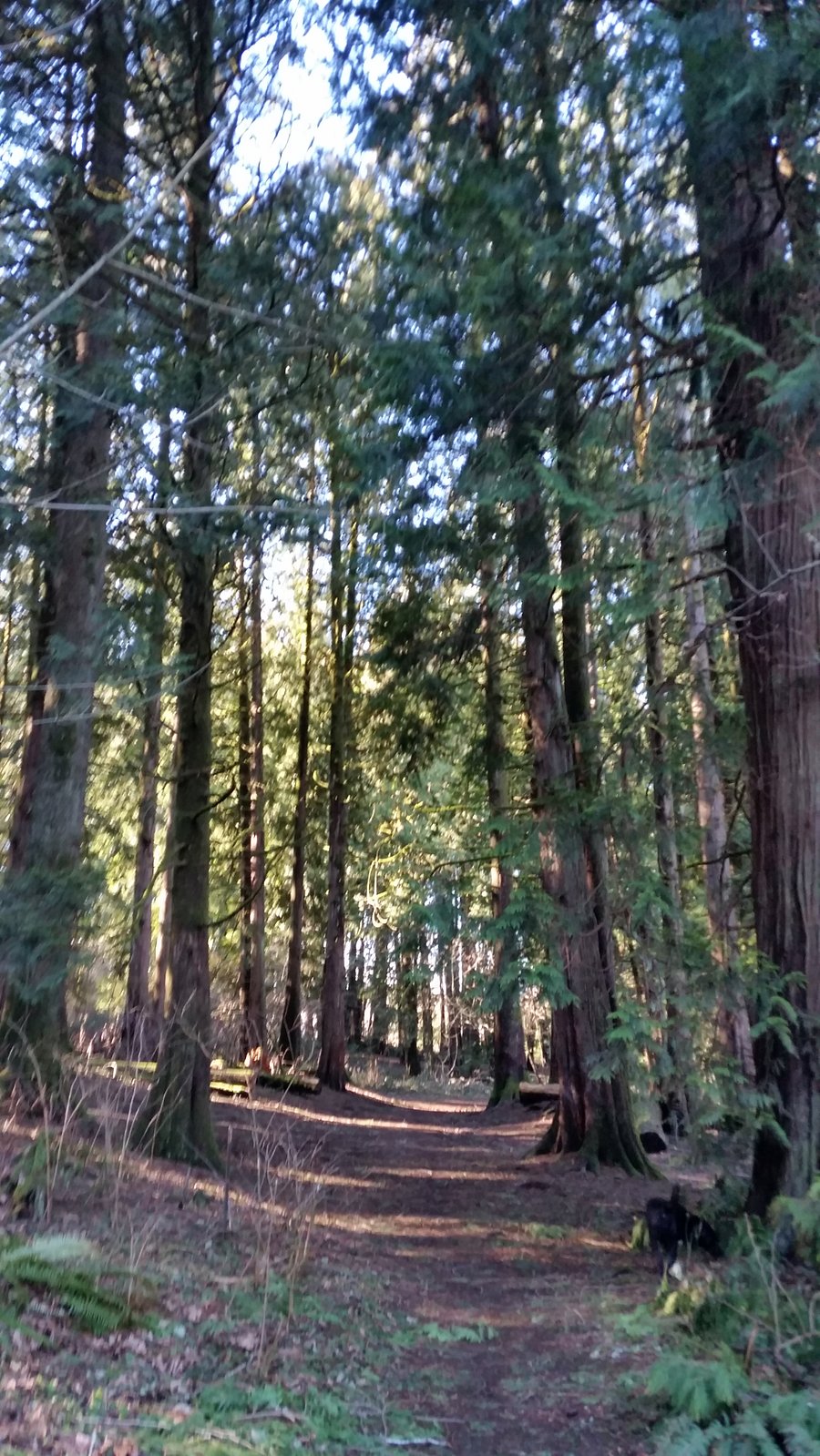 Wooded greenway behind house with walking trails