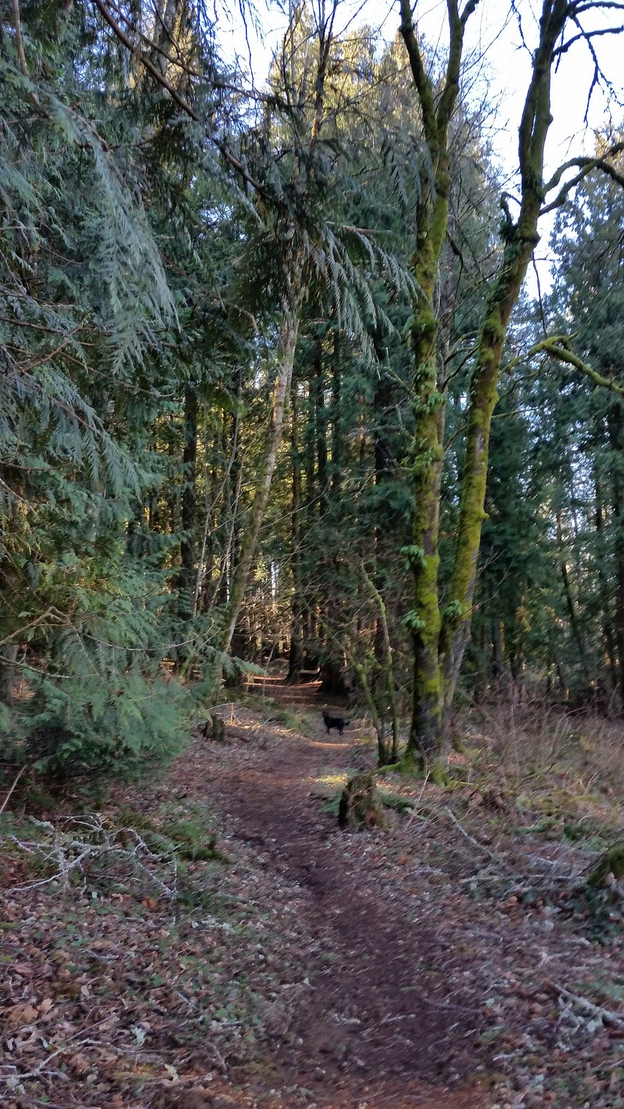 Wooded greenway behind house with walking trails