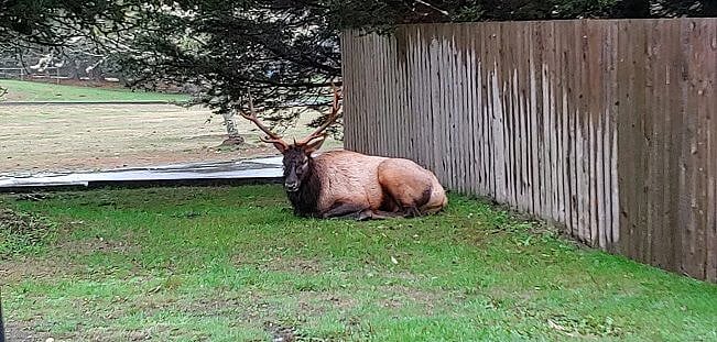Quiet, chill visitors during apple season