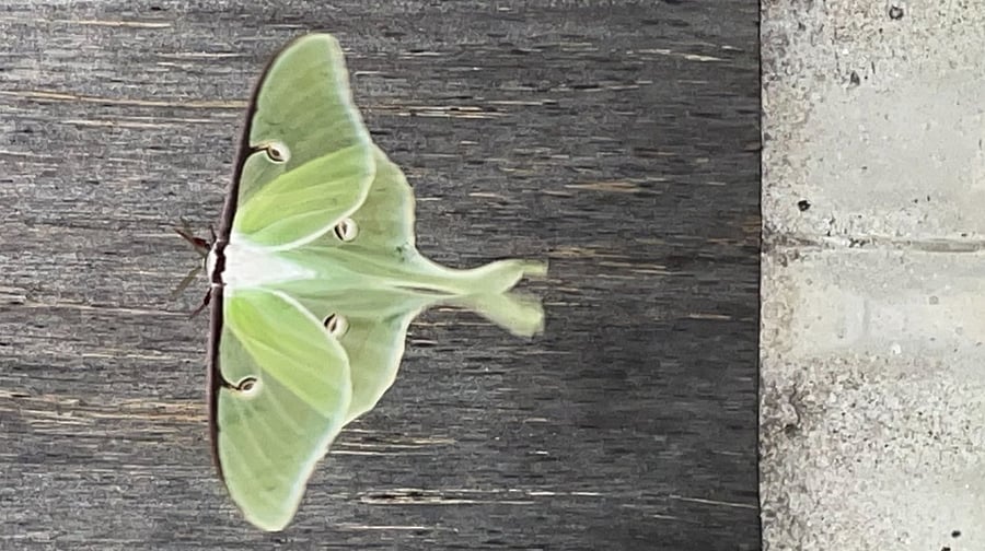 Luna Moth. Lots of nature around here.