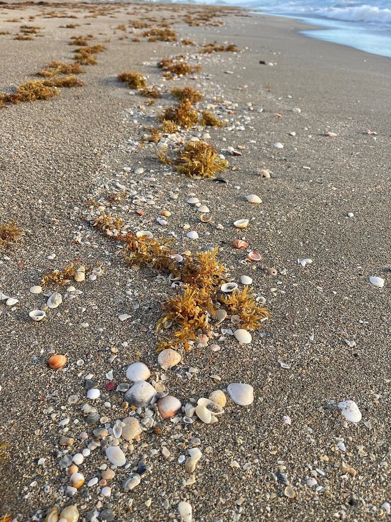 Shells Along the Beach