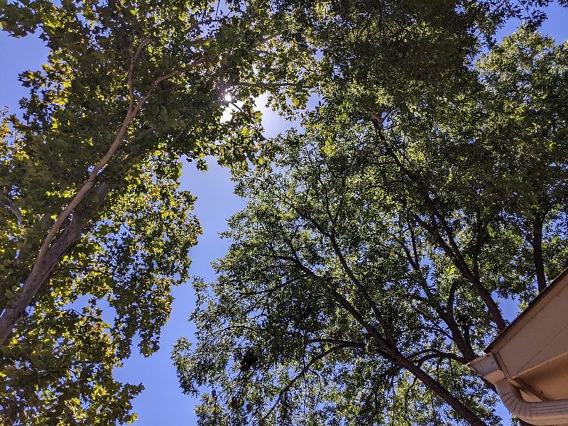 Shaded canopy from beautiful 80+ year old trees throughout the property.