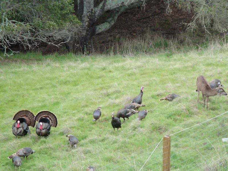Lots of wildlife