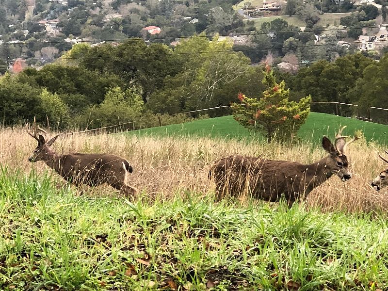 More wildlife