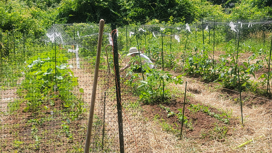 Summer garden.