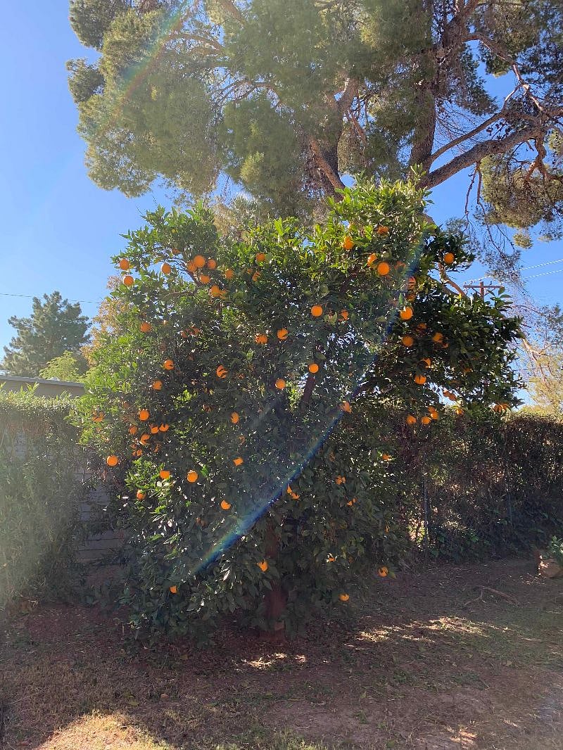 Enjoy the fruit trees in the backyard (oranges, grapefruits, and figs)