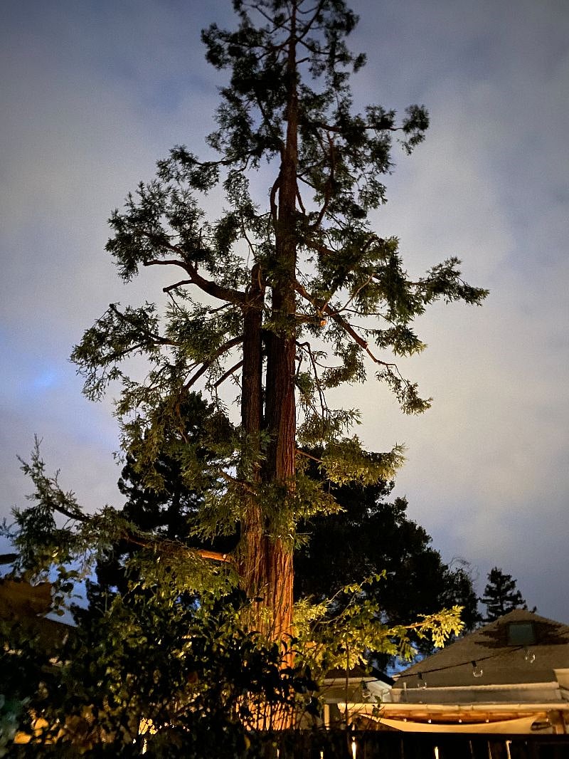 Redwood tree!