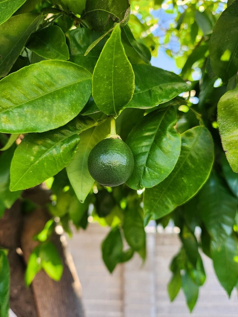 Lime tree