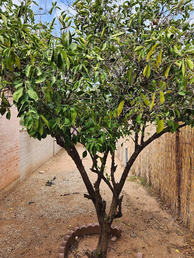 Orange tree