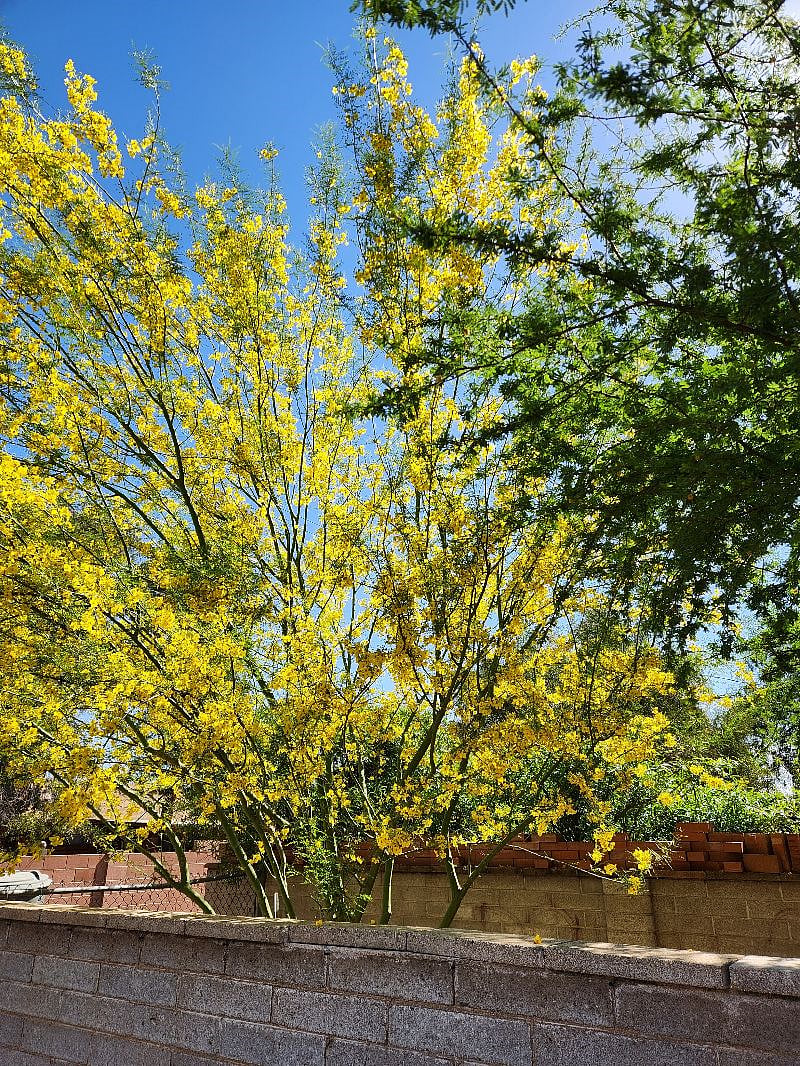 Palo Verde tree