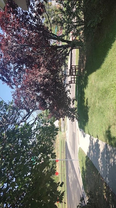 Tree-Lined Street, Corner View