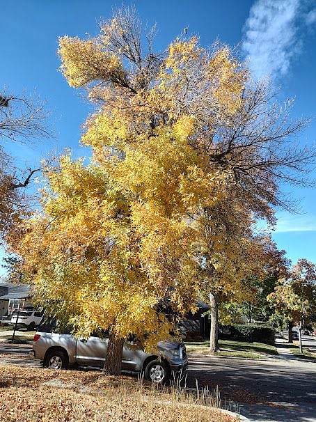Fall Colors (20220 of tree in front of House