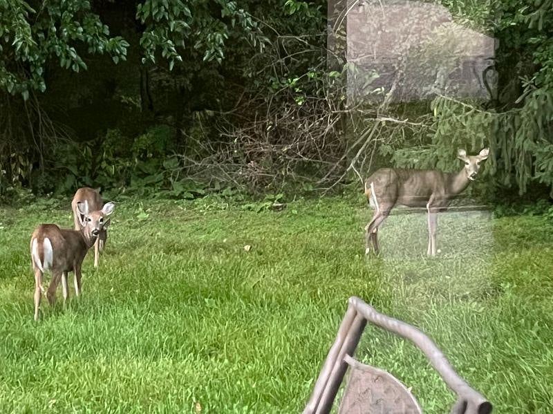 Deer like to visit in the morning