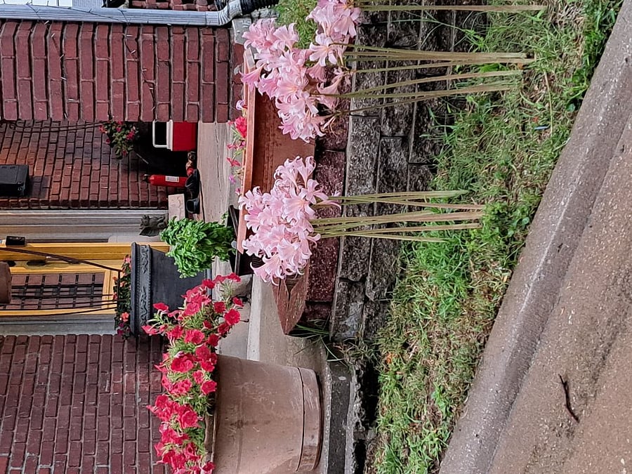 Just pretty flowers by front door! B